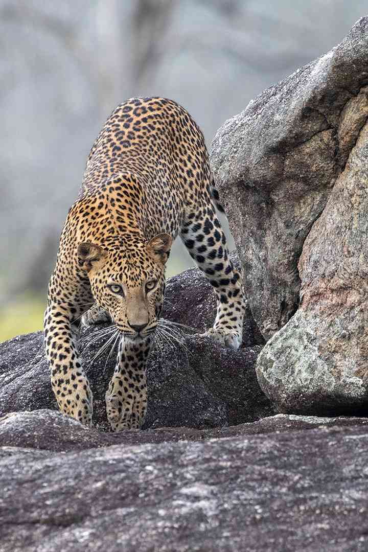 Leopard